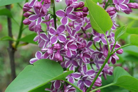 Sensation Syringa Vulgaris Lilac Shrub Shrubs Syringa Vulgaris Syringa