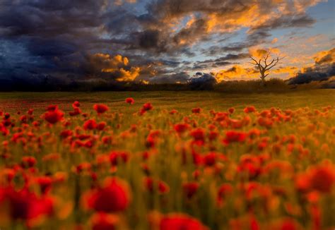 413934 Field Flowers Red Flowers Outdoors Nature Clouds Plants