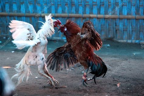 Cock Fighting Stock Photo By Urf 49110173