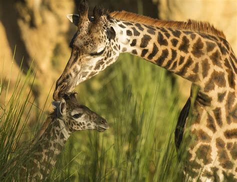 Disneys Animal Kingdom Welcomes New Baby Giraffe