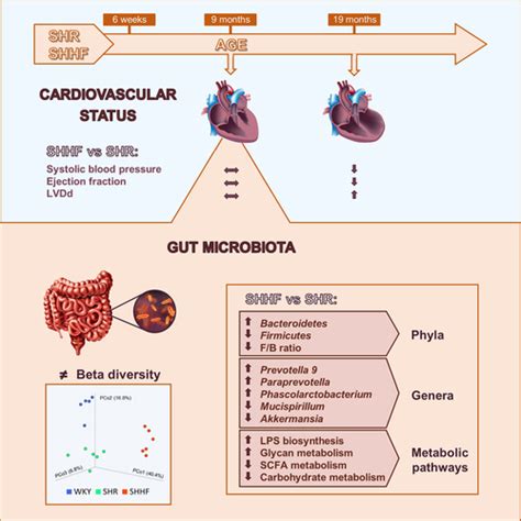 Gut Microbiota Profile Identifies Transition From Compensated Cardiac