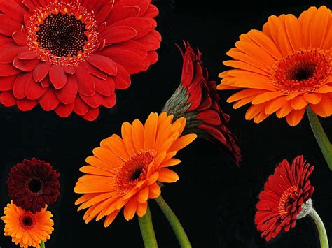 Download Red Flower Orange Flower Flower Nature Gerbera Hd Wallpaper