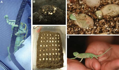 A Female Veiled Chameleons C Calyptratus Are Approached Download Scientific Diagram