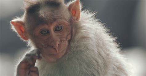 Free Stock Photo Of Baby Monkey