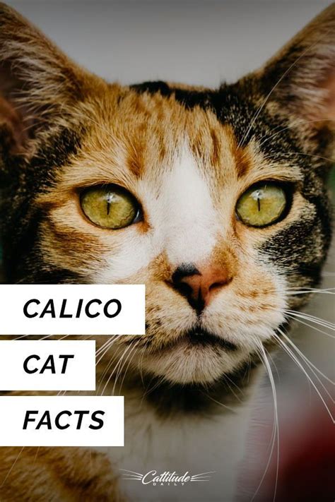 Fantastic Facts About Calico Cats Calico Cat Facts Cat Facts Calico Cat