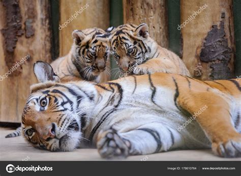 Two Cute Tiger Cubs On Lying Mother Stock Photo By ©duben 178610764