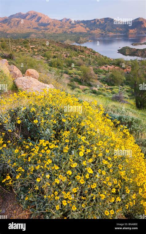 Wildflowers Along Bartlett Lake Tonto National Forest Near Phoenix