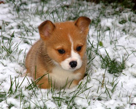 Cute Corgi Puppies Images Pictures Of Animals 2016