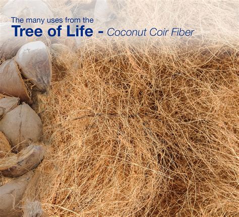 The Many Uses From The Tree Of Life Coconut Coir Fiber Kara