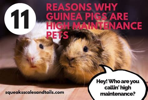 11 Top Reasons Why Guinea Pigs Are High Maintenance Pets Squeaks