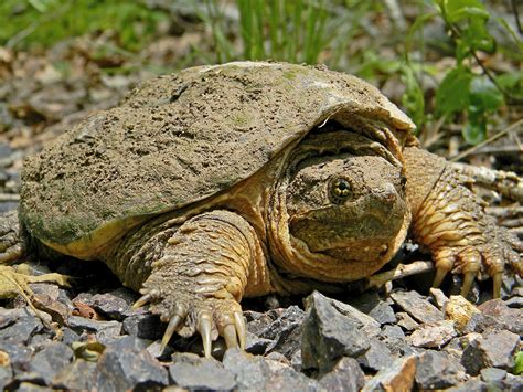 Wildlife Officials Survey For Snapping Turtles Bullfrogs Daily Inter