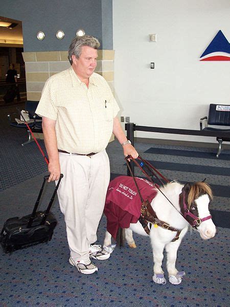 The mini vet guide to. Seeing Eye Mini-Horse - Now I Know