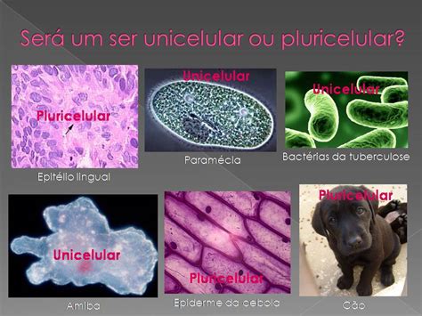 Os Seres Humanos Podem Abrigar Parasitas Unicelulares E Pluricelulares