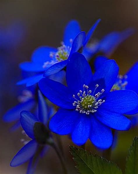 Beautiful Blue Flowers Amazing Flowers Fresh Flowers Colorful Flowers