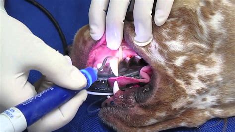 Pet dental clean, malvern east. Professional Teeth Cleaning in a Dog or Cat - YouTube
