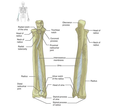 Interosseous Membrane Of Forearm