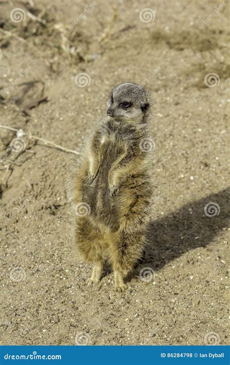 Pregnant Meerkat Standing On Tiptoes Stock Photo Image Of Small