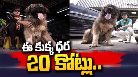 20 Crore Worth Dog Bengaluru Auto Enthusiast Sathish Who Bought Dog
