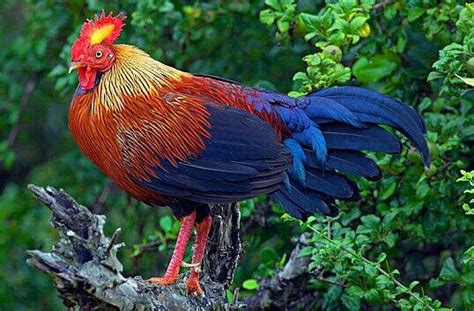 The National Bird Of Sri Lanka Is The Sri Lankan Junglefowl Which Is