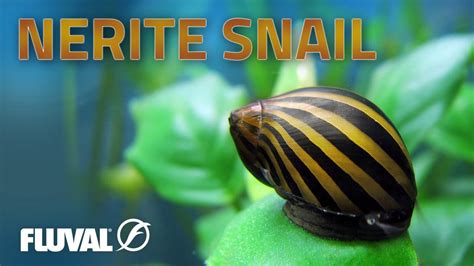 Species Spotlight Nerite Snail YouTube