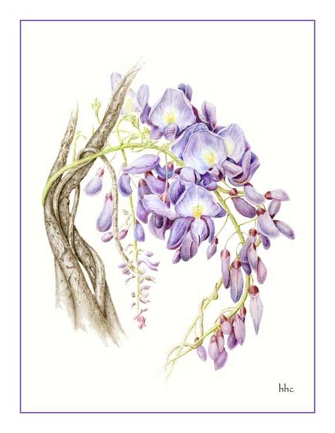 Wisteria Cards And Prints From Original Botanical Painting Etsy