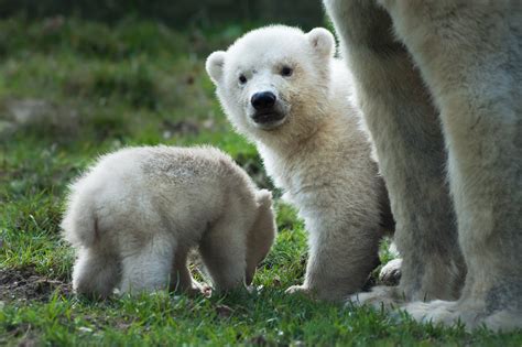 February 27 Is International Polar Bear Day Terrapass