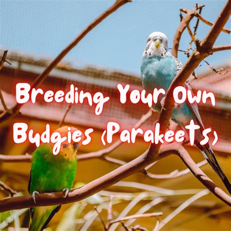 How To Breed Budgies Parakeets Pethelpful