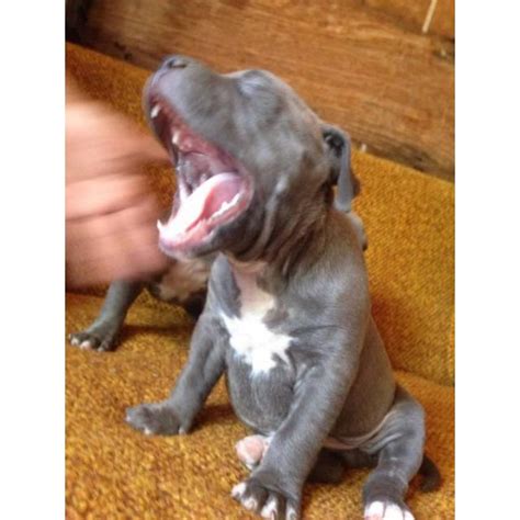 Blue Nose Pitbull Puppies For Sale In Los Angeles California Puppies For Sale Near Me