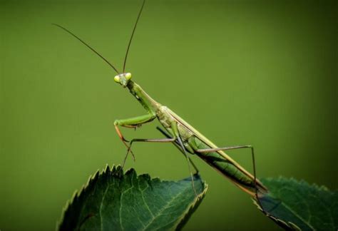 Why Are Praying Mantis Different Colors Information And Facts Exotella