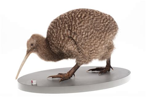 Great Spotted Kiwi Apteryx Haastii Foulwind Ecological District New