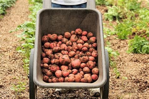 Freshly Dug Potatoes Free Stock Photo Public Domain Pictures