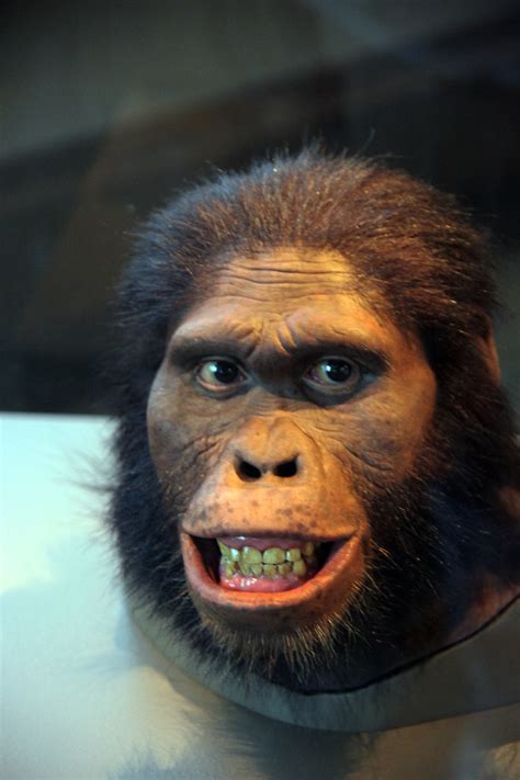 Australopithecus Africanus Adult Female Head Model Smithsonian Museum Of Natural History