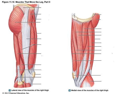 Anatomy Of Human Thigh Muscles Anterior View Postcard Images And