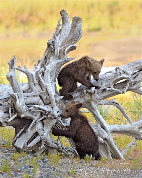 Grizzly Bear Cubs Exploring A Fallen Tree Shetzers Photography