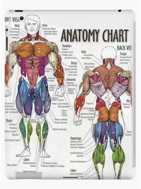 Muscle Anatomy Chart Muscles Of The Shoulder And Back Laminated