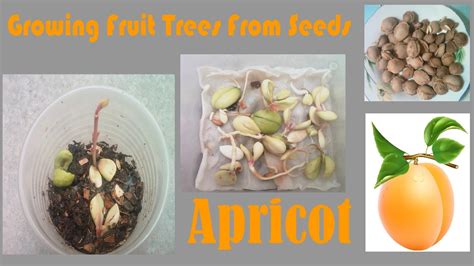 Growing Fruit Trees From Seeds Apricot Youtube
