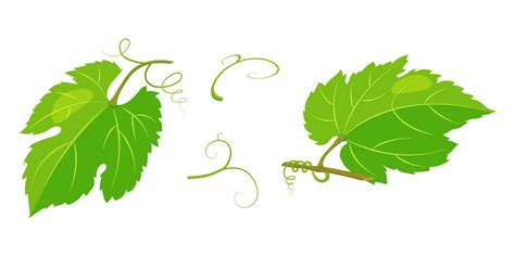 Grape Green Leaves Isolated On White Vector Illustration Vine 8162590