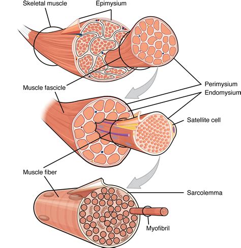 Skeletal Muscle Anatomy And Physiology Openstax