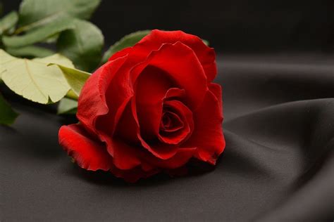 15 Gambar Bunga Mawar Merah Paling Indah Galeri Bunga Hd