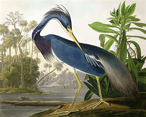 Penccil John James Audubon