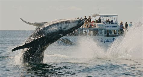 Whale Watching Cruise 35 Hours Gold Coast Adrenaline