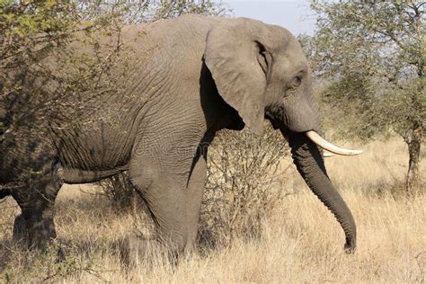 Adult African Elephant On Safari Stock Image Image Of Desert Danger