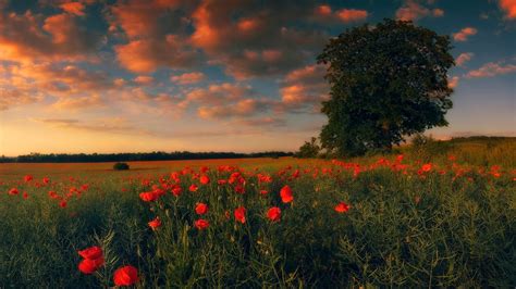 Red Tree Poppies Summer Flowers Nature Clouds Field