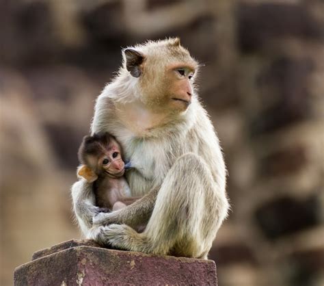 Premium Photo Baby Monkey And Mother