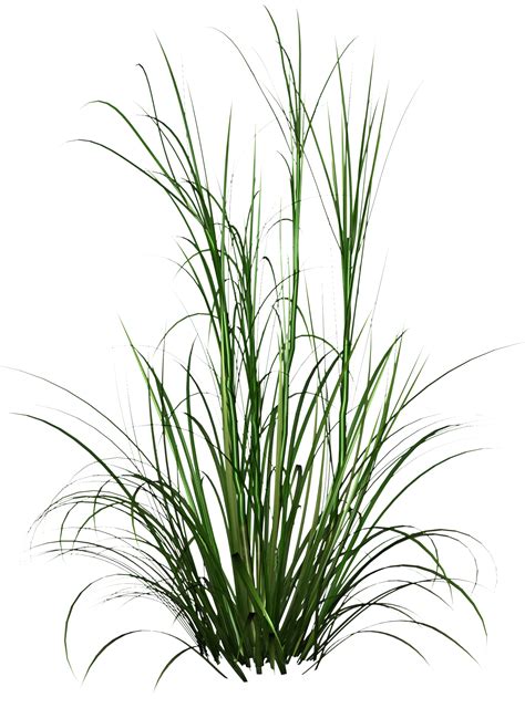 Tall Grass Png Tall Grass Transparent Background Freeiconspng
