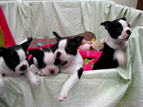 Maybe you would like to learn more about one of these? Akc Boston Terrier Puppies For Sale | PETSIDI