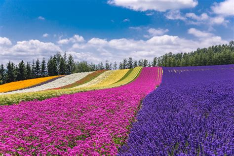 Farm Tomita Is Located On The Hills Of Furano Hokkaido It Is Home To