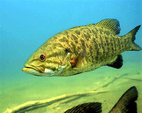 Px Detailed Underwater Photo Of Smallmouth Bass Fish Micropterus