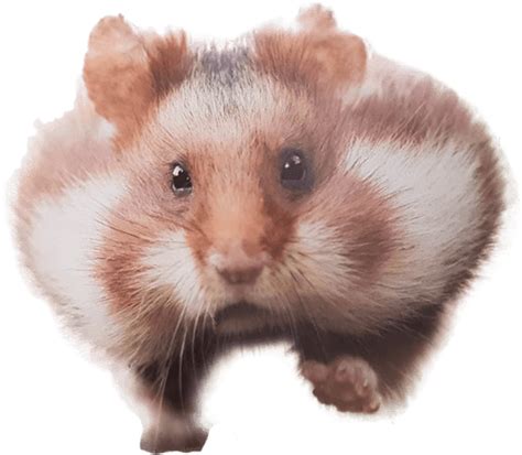 Hamster Png Hd Quality Png Play