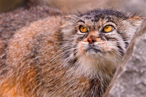 Why Is The Face Of The Pallas Cat So Expressive Mnn